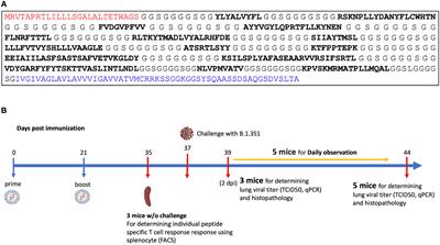 A pan-variant mRNA-LNP T cell vaccine protects HLA transgenic mice from mortality after infection with SARS-CoV-2 Beta